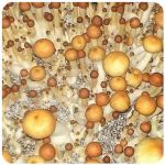 Псилоцибиновые (галлюциногенные)  грибы Psilocybin "Golden Teacher" в Усть-Джегуте