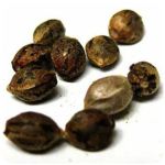 Семена марихуаны АК-47  (Seeds AK-47) в Усть-Джегуте